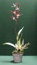 OR05 Spider Orchid Chocolate in planter.